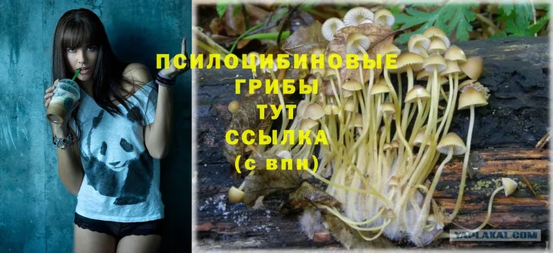 Галлюциногенные грибы Magic Shrooms  цены   Знаменск 